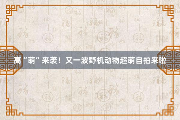 高“萌”来袭！又一波野机动物超萌自拍来啦